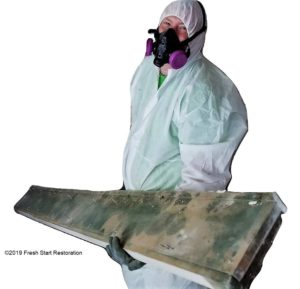 Mold Removal and mold remediation