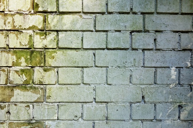 Mold doesn't grow on bricks? Not true.